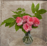 Carnations...