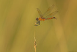 Four-spotted Pennant Dragonfly-HT6A5476.jpg
