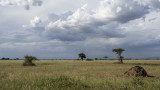 tarangire national park, tanzania