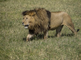 ngorongoro crater, tanzania