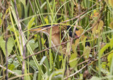 Least Bittern