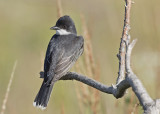 Eastern Kingbird