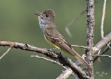 Great Crested Flycatcher