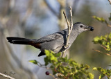 Grey Catbird