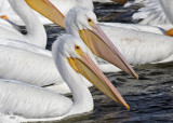 American White Pelicans