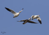 Snow Geese