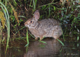 Swamp Rabbit  --  Wilbur West Road