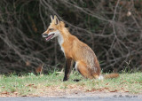 Red Fox  --  Grider Field  --  Pine Bluff, Arkansas