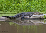 American Alligator  --  Arkansas Post