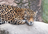 Leopard --  Little Rock Zoo