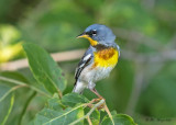 Northern Parula