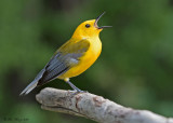 Prothonotary Warbler