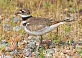 Killdeer standing over nest