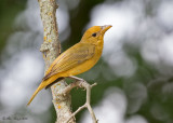 Female Summer Tanager