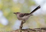 Northern Mockingbird