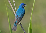 Indigo Bunting