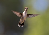 Ruby-throated Humming Bird