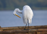 Great Egret