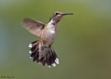 Ruby-throated Hummingbird