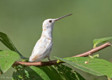 Leucistic Ruby-throated Hummingbird