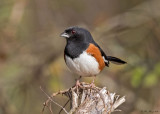 Eastern Towhee