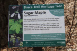 Sugar Maple Heritage Tree_17-04-05_4346.jpg
