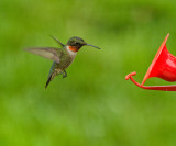 Ruby Throated Hummingbird - male