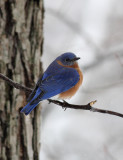 Birds in the snow