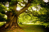28th May 2017 <br> walk in the woods