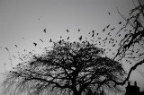 17th December 2017 roosting