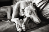 7th January 2018 <br> relaxed hound