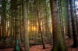 22nd January 2018 parmi les arbres