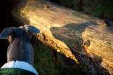 25th December 2018 Yule Log