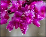 Red Bud Tree In the Rain