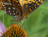 Butterfly Close UP