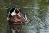 canard_branchu