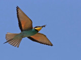 European Bee-eater (Merops apiaster)