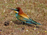 European Bee-eater (Merops apiaster) 