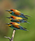 European Bee-eater (Merops apiaster)