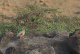 Sand Partridge (Ammoperdix heyi)