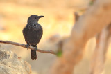 Tristrams Starling (Onychognathus tristramii) 