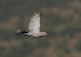 Eurasian Collared Dove (Streptopelia decaocto)