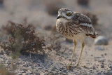 Eurasian Stone-Curlew (Burhinus oedicnemus ssp. insularum) 