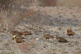 Black-bellied sandgrouse (Pterocles orientalis)