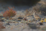 Cream-coloured Courser (Cursorius cursor ssp. bannermani)