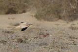 Cream-coloured Courser (Cursorius cursor ssp. bannermani)