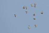 Black-bellied sandgrouse (Pterocles orientalis)