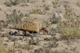 Black-bellied sandgrouse (Pterocles orientalis)