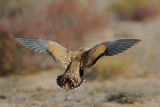 Black-bellied sandgrouse (Pterocles orientalis)