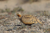 Black-bellied sandgrouse (Pterocles orientalis)